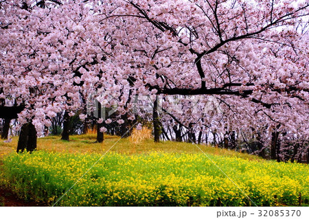 根岸森林公園 ( 横浜競馬場の跡地 ) 桜の花 & 菜の花 ( 神奈川県 横浜市 中区 ) 根岸森林公園 ( 横浜競馬場の跡地 ) 桜の花 & 菜の花 ( 神奈川県 横浜市 中区 ) 32085370