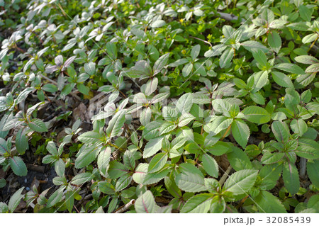 Spring busy Lizzie plants. 32085439