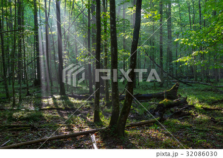 Misty deciduous stand before sunset 32086030