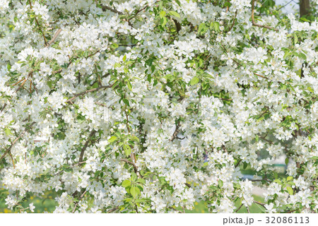 Blooming apple trees 32086113