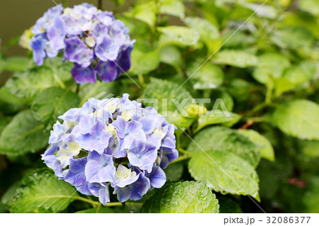 アジサイ　茨城県水戸市 32086377