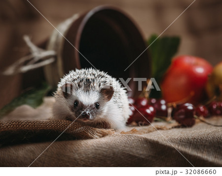 Little african hedgehog 32086660