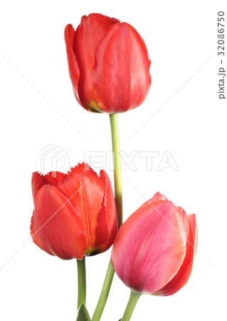 Three tulip 32086750