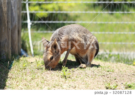 マーラ (動物 哺乳類 生き物 生物 テンジクネズミ科 模式種 食事 芝生 雑草 草原) マーラ (動物 哺乳類 生き物 生物 テンジクネズミ科 模式種 食事 芝生 雑草 草原) 32087128