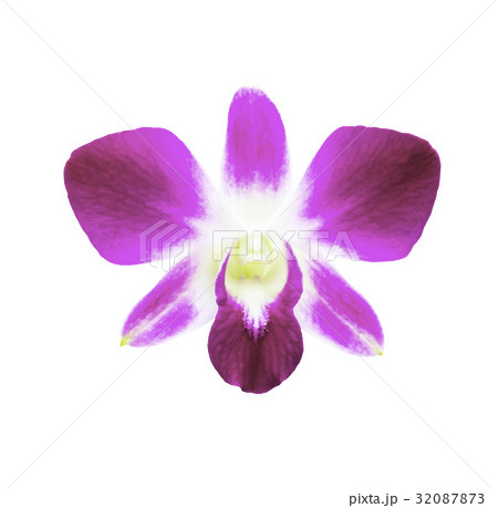 Single magenta orchid flower isolated Single magenta orchid flower isolated 32087873