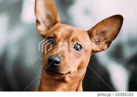 Red Young Brown Miniature Pinscher Pincher Min Pin Red Young Brown Miniature Pinscher Pincher Min Pin 32088185
