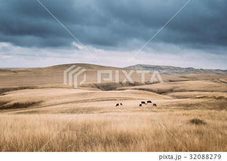 Kakheti Region, Georgia. Cows Eating Grass In Kakheti Region, Georgia. Cows Eating Grass In 32088279