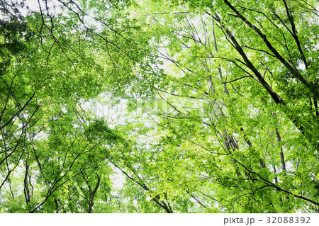 新緑　茨城県那珂市 32088392