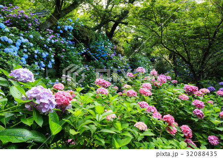 矢田寺 あじさい庭園 32088435