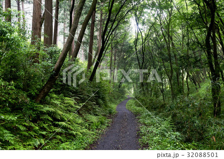 新緑　茨城県那珂市　県民の森 32088501