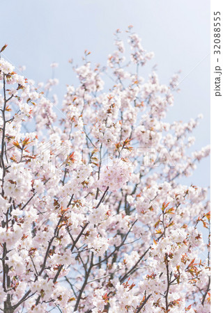 桜（ハイキー） 32088555