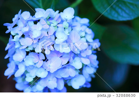 アジサイの花 アジサイの花 32088630