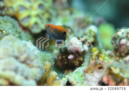 メガネスズメダイ メガネスズメダイ 32089758