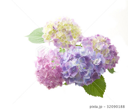あじさい 32090188