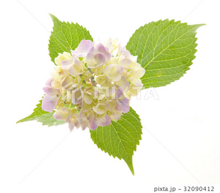 あじさい 32090412