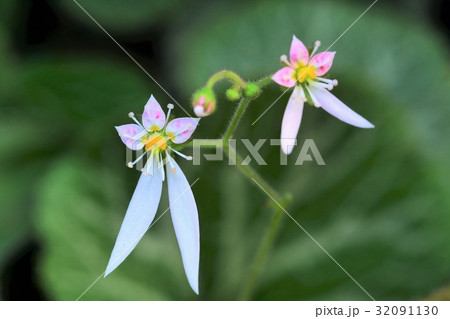 ユキノシタ 32091130