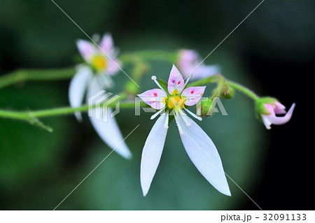 ユキノシタ ユキノシタ 32091133