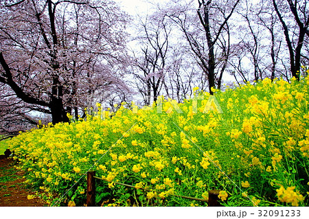 根岸森林公園　（ 横浜競馬場の跡地 ）　桜の花 ＆ 菜の花　（ 神奈川県 横浜市 中区 ） 32091233