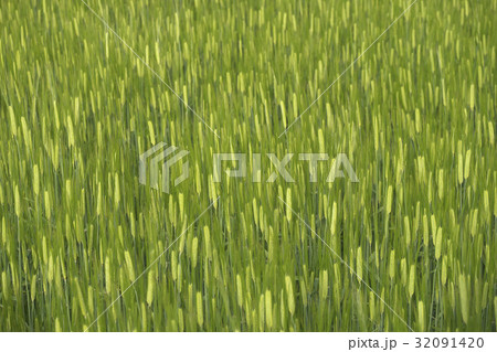 麦畑 麦畑 32091420