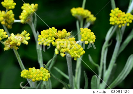 ハハコグサ 32091426