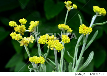 ハハコグサ ハハコグサ 32091427