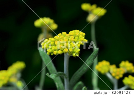 ハハコグサ 32091428