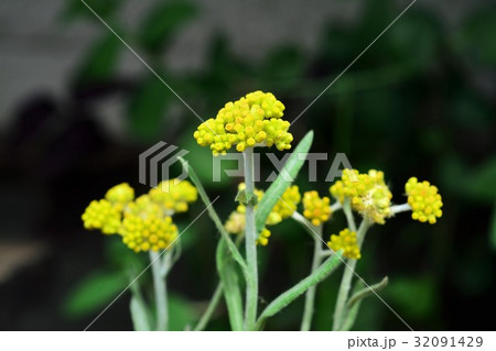 ハハコグサ ハハコグサ 32091429