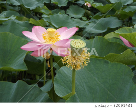 千葉公園のオオガハスの桃色の花 32091431