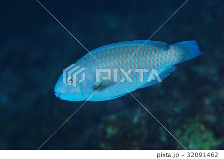 アオブダイ アオブダイ 32091462