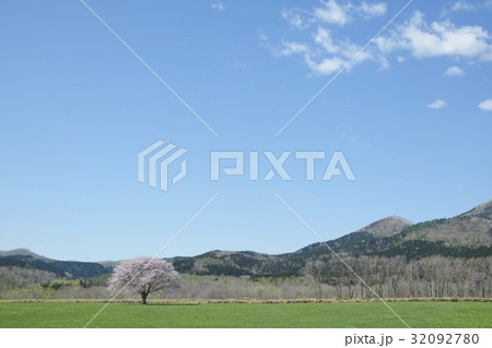 １本桜 32092780