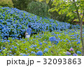 秋田県雲昌寺のあじさい 32093863