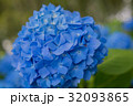 秋田県雲昌寺のあじさい 32093865