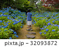 あじさいと女の子 32093872