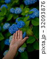 あじさいと手 32093876