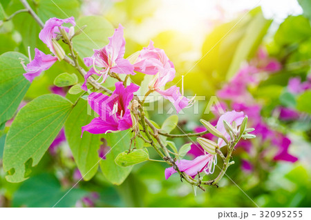 Closed up pink flower 32095255