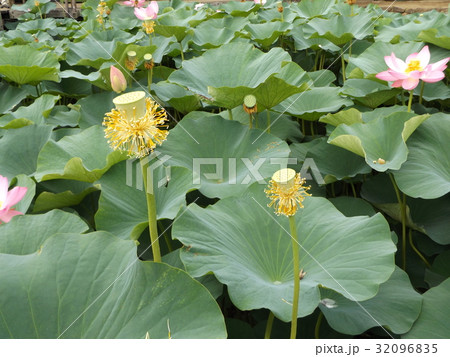 千葉公園のオオガハスの黄色のひげを付けた花托 千葉公園のオオガハスの黄色のひげを付けた花托 32096835