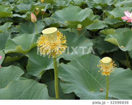 千葉公園のオオガハスの黄色の花托 32096836
