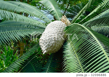 ディオーン・スピヌロスム 32096886