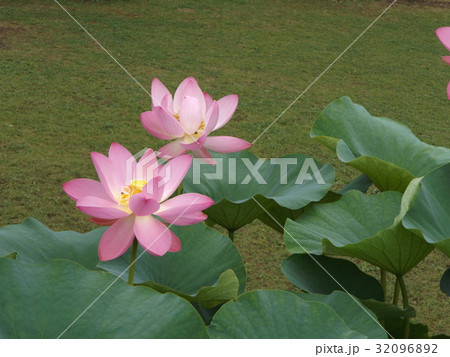 千葉公園のオオガハスの桃色の花 千葉公園のオオガハスの桃色の花 32096892