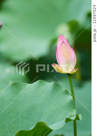 the pink Lotus and green leaf close up the pink Lotus and green leaf close up 32097024