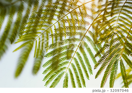 Fern leaves ecoloy concept of health and life 32097046