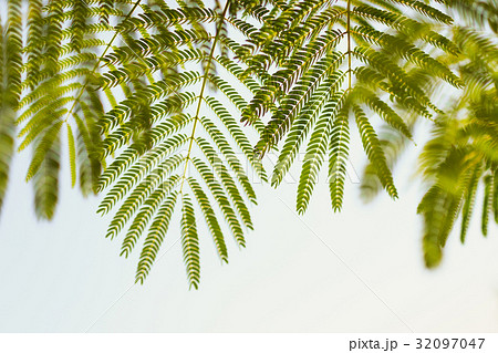 Fern leaves ecoloy concept of health and life 32097047