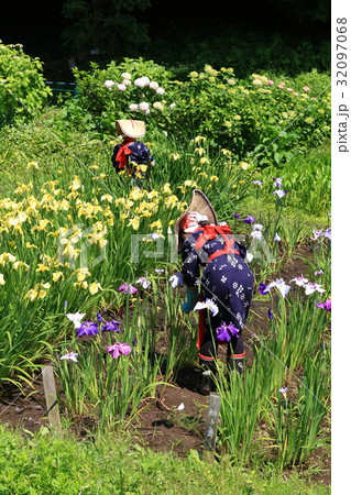 早乙女姿の花柄摘み 32097068