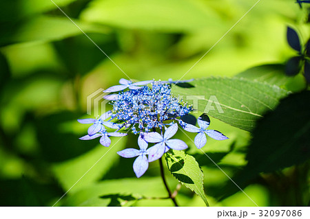 ヤマアジサイの花、青 ヤマアジサイの花、青 32097086