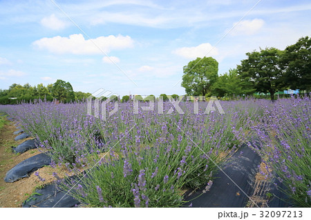 ラベンダーの花 ラベンダーの花 32097213