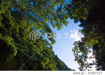 夏の新緑 32097327