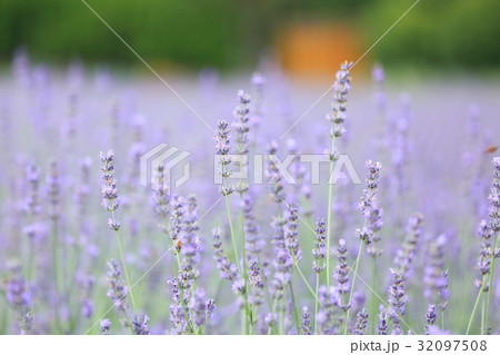 ラベンダーの花 32097508