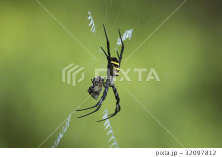 クモ クモ 32097812