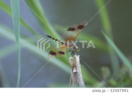トンボ 32097991