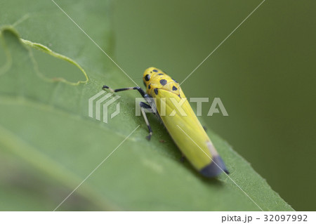 ヨコバイ 32097992